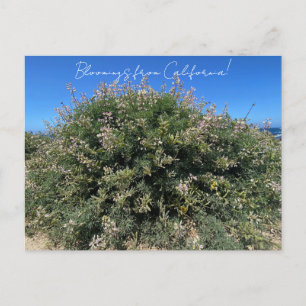 Bloomings aus Kalifornien: Coastal Bush Lupine Postkarte