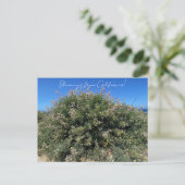 Bloomings aus Kalifornien: Coastal Bush Lupine Postkarte (Stehend Vorderseite)