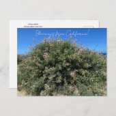 Bloomings aus Kalifornien: Coastal Bush Lupine Postkarte (Vorne/Hinten)