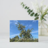 Bloomings aus Kalifornien: Coffeenbeere Postkarte (Stehend Vorderseite)