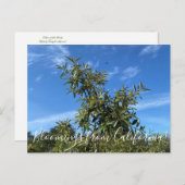 Bloomings aus Kalifornien: Coffeenbeere Postkarte (Vorne/Hinten)