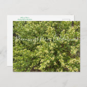 Bloomings aus Kalifornien: Coyote Bush Postkarte (Vorne/Hinten)