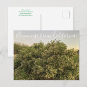 Bloomings aus Kalifornien: Coyote Bush Postkarte (Vorne/Hinten)