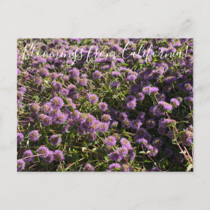 Bloomings aus Kalifornien: Coyote Mint Postkarte
