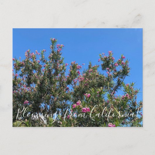 Bloomings aus Kalifornien: Desert Willow Postcard Postkarte (Vorderseite)
