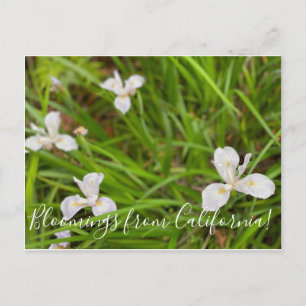 Bloomings aus Kalifornien: Douglas Iris Postkarte