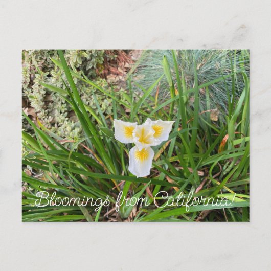 Bloomings aus Kalifornien: Douglas Iris Postkarte (Vorderseite)