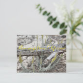 Bloomings aus Kalifornien: Düne Sagewort Postcard Postkarte (Stehend Vorderseite)