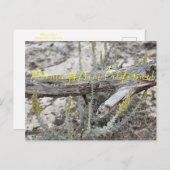 Bloomings aus Kalifornien: Düne Sagewort Postcard Postkarte (Vorne/Hinten)