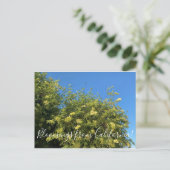 Bloomings aus Kalifornien: Elderberry Postcard Postkarte (Stehend Vorderseite)