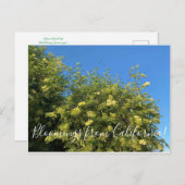 Bloomings aus Kalifornien: Elderberry Postcard Postkarte (Vorne/Hinten)