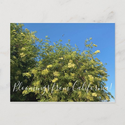 Bloomings aus Kalifornien: Elderberry Postcard Postkarte (Vorderseite)