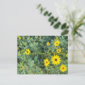 Bloomings aus Kalifornien: Encelia californica Postkarte (Stehend Vorderseite)
