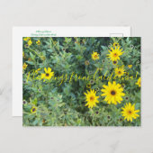 Bloomings aus Kalifornien: Encelia californica Postkarte (Vorne/Hinten)