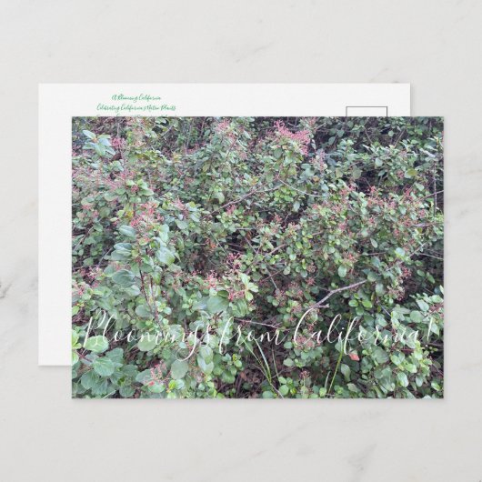 Bloomings aus Kalifornien: Evergreen Currant Postc Postkarte (Vorne/Hinten)