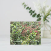 Bloomings aus Kalifornien: Evergreen Currant Postkarte (Stehend Vorderseite)