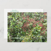 Bloomings aus Kalifornien: Evergreen Currant Postkarte (Vorne/Hinten)