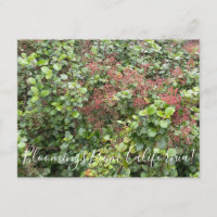 Bloomings aus Kalifornien: Evergreen Currant