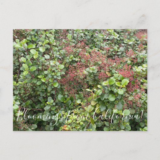 Bloomings aus Kalifornien: Evergreen Currant Postkarte (Vorderseite)