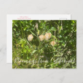 Bloomings aus Kalifornien: Fairy Lanterns Postkarte (Vorne/Hinten)