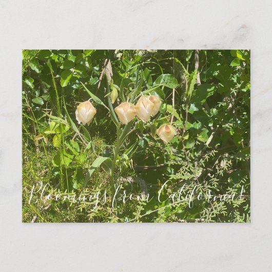 Bloomings aus Kalifornien: Fairy Lanterns Postkarte (Vorderseite)