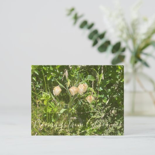 Bloomings aus Kalifornien: Fairy Lanterns Postkarte (Stehend Vorderseite)