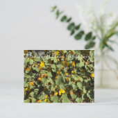 Bloomings aus Kalifornien: Flannel Bush Postkarte (Stehend Vorderseite)