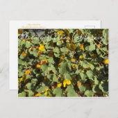 Bloomings aus Kalifornien: Flannel Bush Postkarte (Vorne/Hinten)