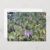 Bloomings aus Kalifornien: Fragrande Pitcher Sage Postkarte (Vorne/Hinten)