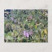 Bloomings aus Kalifornien: Fragrande Pitcher Sage Postkarte (Vorderseite)