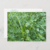 Bloomings aus Kalifornien: Frühlingsbewunderung Postkarte (Vorne/Hinten)