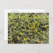 Bloomings aus Kalifornien: Goldenbush Postkarte (Vorne/Hinten)