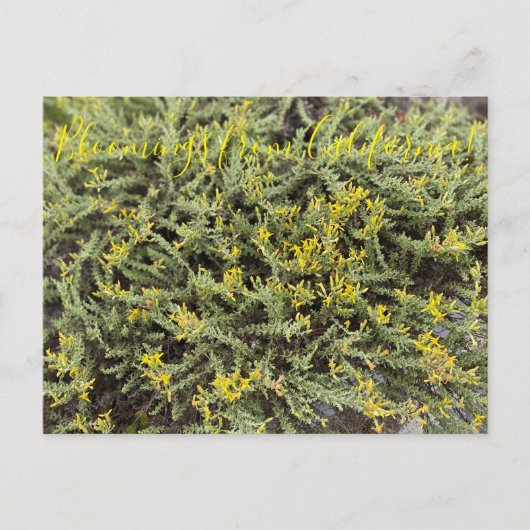 Bloomings aus Kalifornien: Goldenbush Postkarte (Vorderseite)