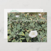 Bloomings aus Kalifornien: Heilige Datura Postkarte (Vorne/Hinten)