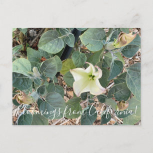 Bloomings aus Kalifornien: Heilige Datura Postkarte