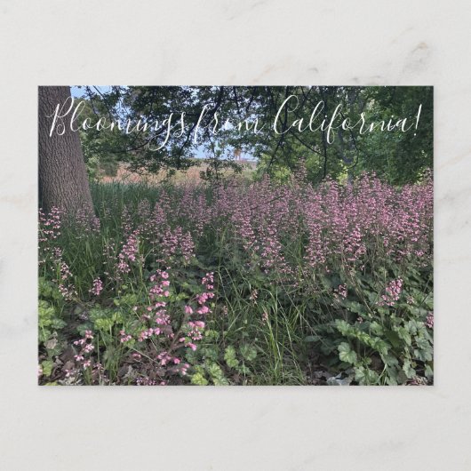 Bloomings aus Kalifornien: Heuchera 'Rosada' Postkarte (Vorderseite)