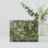 Bloomings aus Kalifornien: Hollyleaf Cherry Postc Postkarte (Stehend Vorderseite)