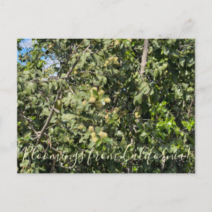 Bloomings aus Kalifornien: Hollyleaf Cherry Postc Postkarte