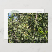 Bloomings aus Kalifornien: Hollyleaf Cherry Postkarte (Vorne/Hinten)