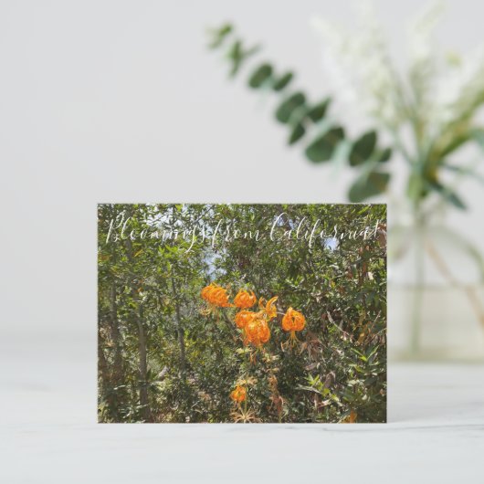 Bloomings aus Kalifornien: Humboldts Lily Postcar Postkarte (Stehend Vorderseite)