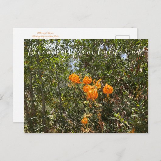 Bloomings aus Kalifornien: Humboldts Lily Postcar Postkarte (Vorne/Hinten)