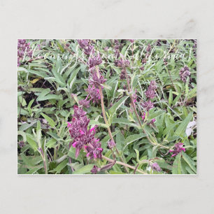 Bloomings aus Kalifornien: Hummingbird Sage Postkarte
