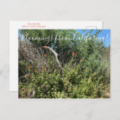 Bloomings aus Kalifornien: Indischer Paint Brush Postkarte (Vorne/Hinten)