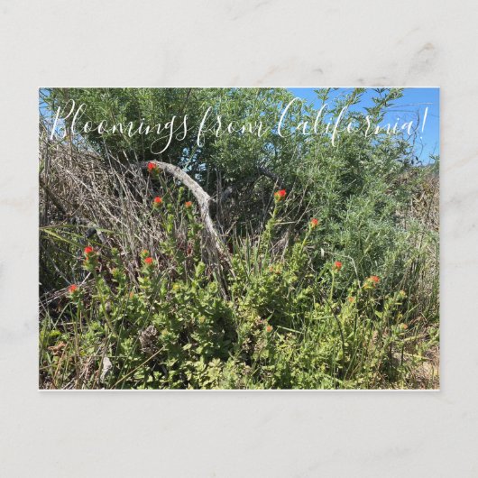 Bloomings aus Kalifornien: Indischer Paint Brush Postkarte (Vorderseite)
