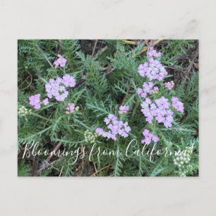 Bloomings aus Kalifornien: Insel Pink Yarrow Postkarte