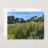 Bloomings aus Kalifornien: Irische Pazifikküste Postkarte (Vorne/Hinten)