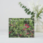 Bloomings aus Kalifornien: Island Snapdragon Postc Postkarte (Stehend Vorderseite)