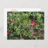 Bloomings aus Kalifornien: Island Snapdragon Postc Postkarte (Vorne/Hinten)