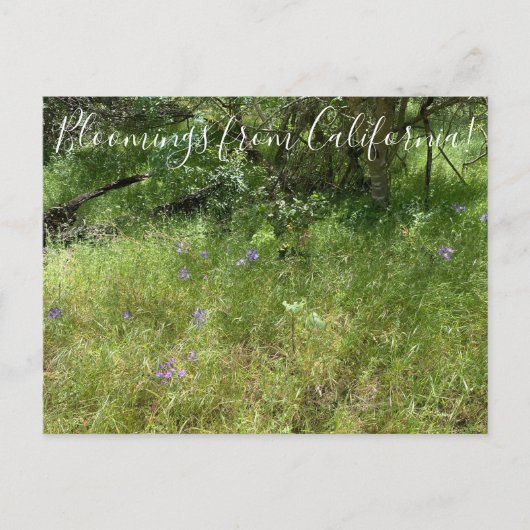 Bloomings aus Kalifornien: Ithurieler Speer Postkarte (Vorderseite)