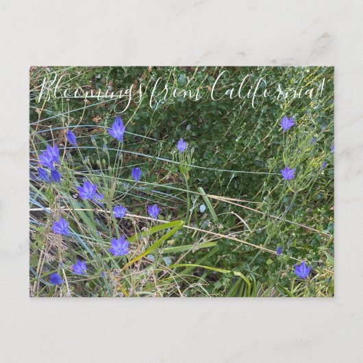 Bloomings aus Kalifornien: Ithuriels Speer Postkarte (Vorderseite)